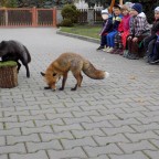 13.10.2017 ZVÍŘÁTKA PANA ŠULCE